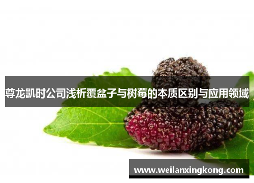 尊龙凯时公司浅析覆盆子与树莓的本质区别与应用领域 尊龙凯时公司浅析覆盆子与树莓的本质区别与应用领域